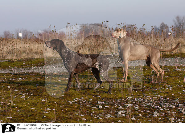German shorthaired pointer / JH-05009