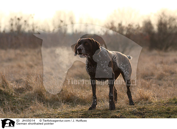 Deutsch Kurzhaar / German shorthaired pointer / JH-05014
