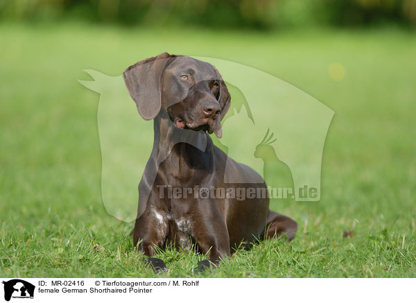 female German Shorthaired Pointer / MR-02416