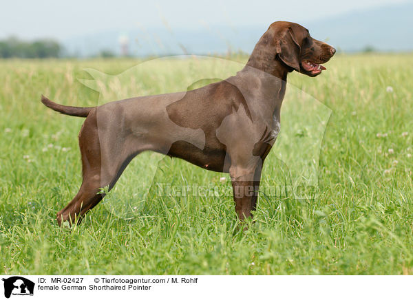 female German Shorthaired Pointer / MR-02427