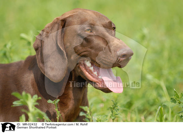 German Shorthaired Portrait / MR-02432