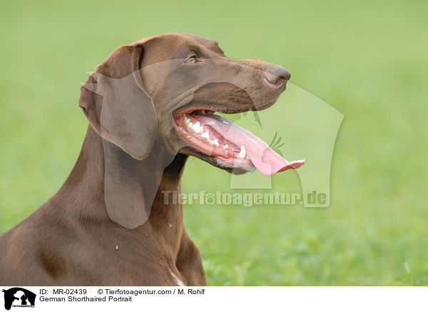 German Shorthaired Portrait / MR-02439