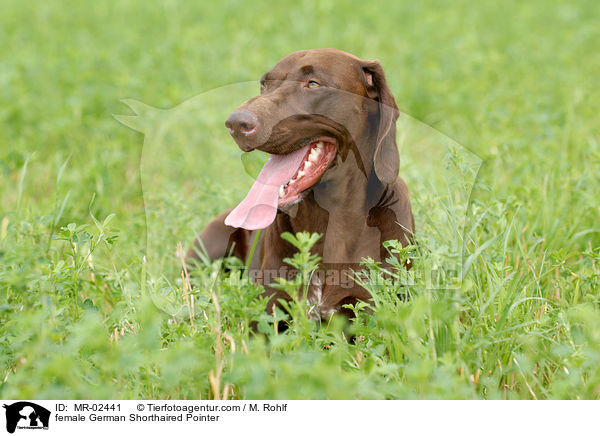 female German Shorthaired Pointer / MR-02441