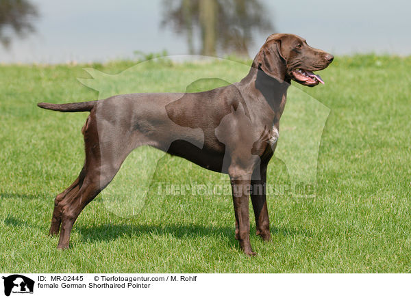 female German Shorthaired Pointer / MR-02445