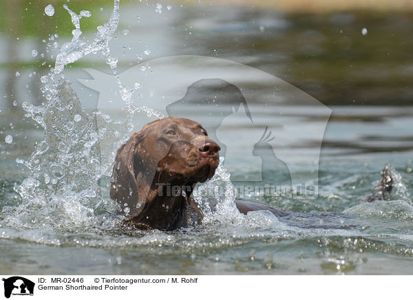 German Shorthaired Pointer / MR-02446