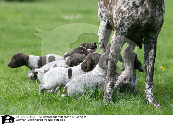 Deutsch Kurzhaar Welpen / German Shorthaired Pointer Puppies / SG-01838