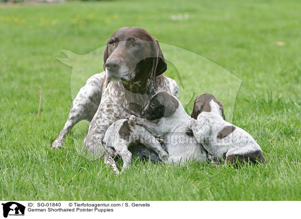 Sg 01840 German Shorthaired Pointer Puppies Images Stock