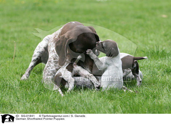 German Shorthaired Pointer Puppies / SG-01841
