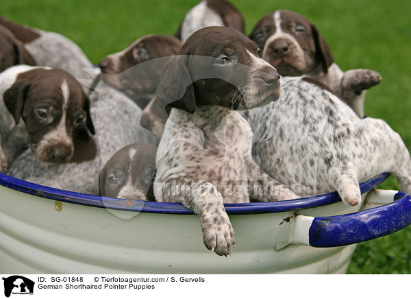 German Shorthaired Pointer Puppies / SG-01848