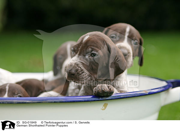 German Shorthaired Pointer Puppies / SG-01849