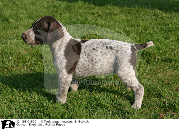German Shorthaired Pointer Puppy / SG-01856