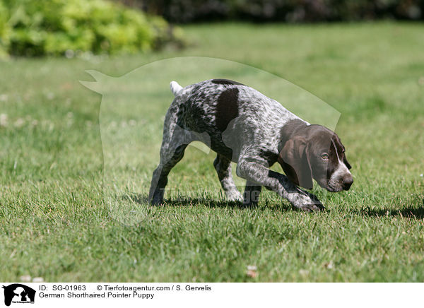 Deutsch Kurzhaar Welpe / German Shorthaired Pointer Puppy / SG-01963