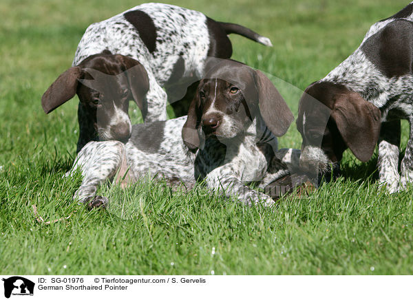 Deutsch Kurzhaar / German Shorthaired Pointer / SG-01976