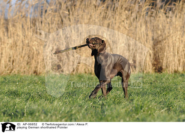 playing German shorthaired Pointer / AP-06852