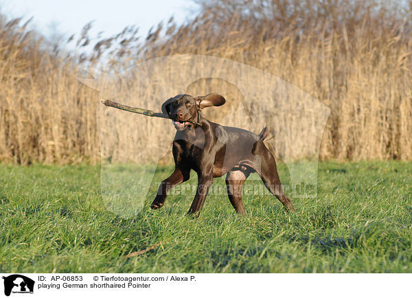 playing German shorthaired Pointer / AP-06853