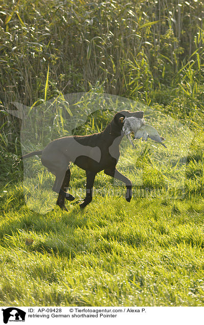 apportierender Deutsch Kurzhaar / retrieving German shorthaired Pointer / AP-09428