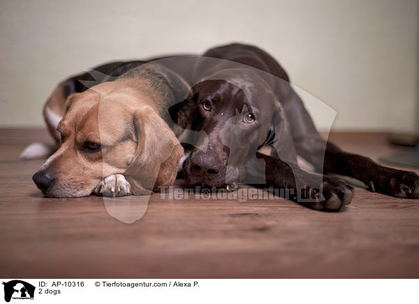 2 Hunde / 2 dogs / AP-10316