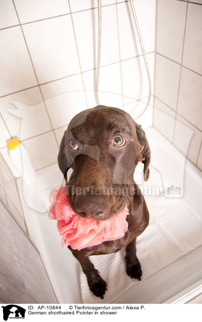 Deutsch Kurzhaar in der Dusche / German shorthaired Pointer in shower / AP-10844