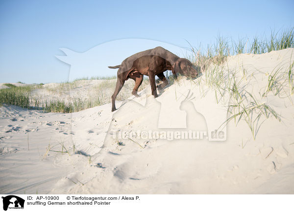 schnuppernder Deutsch Kurzhaar / snuffling German shorthaired Pointer / AP-10900