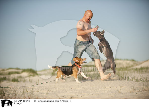 2 Hunde / 2 dogs / AP-10916