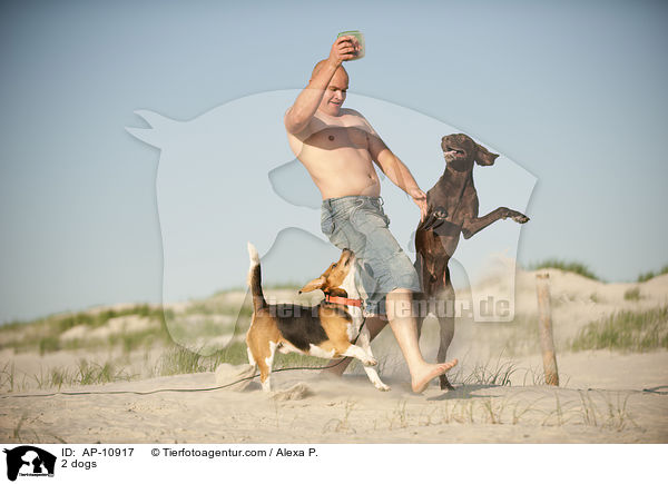 2 Hunde / 2 dogs / AP-10917