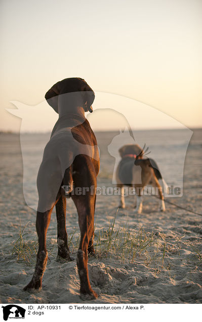 2 Hunde / 2 dogs / AP-10931