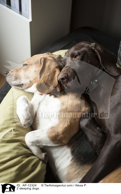 2 schlafende Hunde / 2 sleeping dogs / AP-12324
