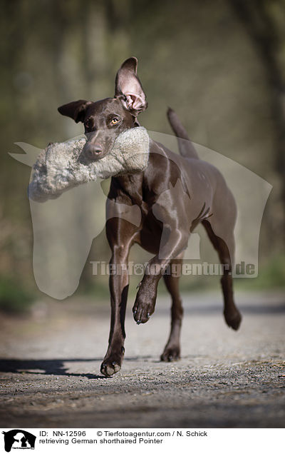 apportierender Deutsch Kurzhaar / retrieving German shorthaired Pointer / NN-12596