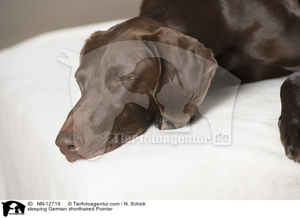 schlafender Deutsch Kurzhaar / sleeping German shorthaired Pointer / NN-12719