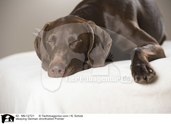 schlafender Deutsch Kurzhaar / sleeping German shorthaired Pointer / NN-12721