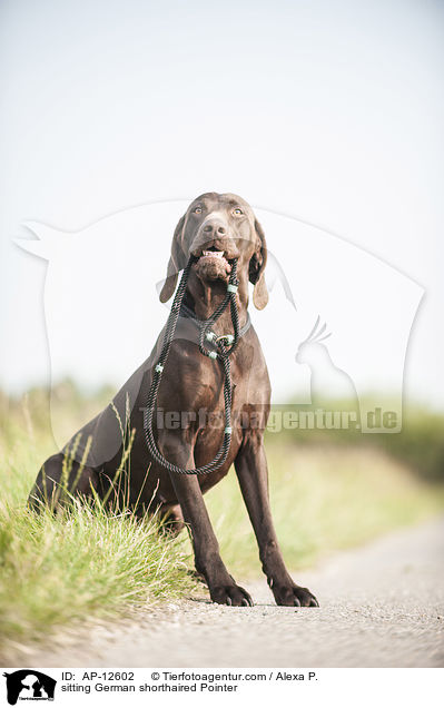 sitzender Deutsch Kurzhaar / sitting German shorthaired Pointer / AP-12602