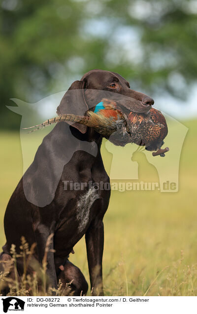 apportierender Deutsch Kurzhaar / retrieving German shorthaired Pointer / DG-08272