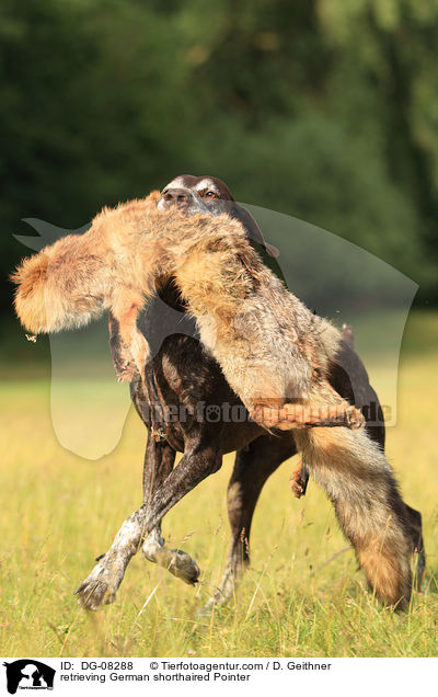 apportierender Deutsch Kurzhaar / retrieving German shorthaired Pointer / DG-08288