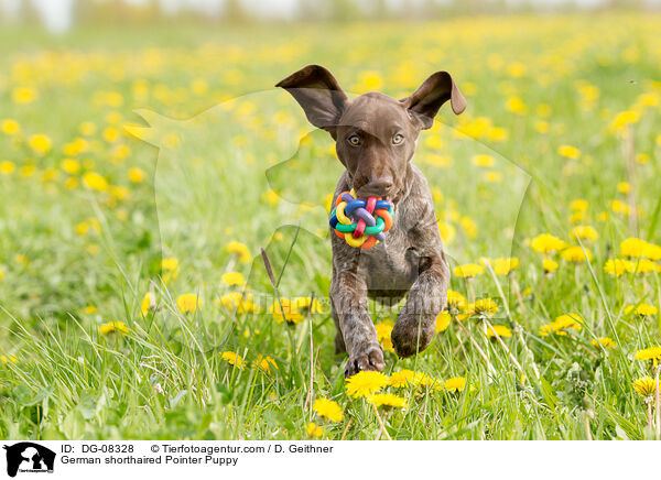 Deutsch Kurzhaar Welpe / German shorthaired Pointer Puppy / DG-08328