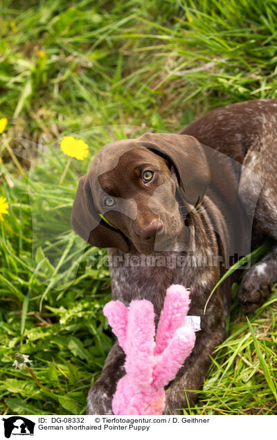 Deutsch Kurzhaar Welpe / German shorthaired Pointer Puppy / DG-08332