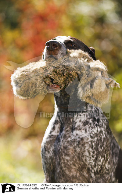 Deutsch Kurzhaar mit Dummy / German shorthaired Pointer with dummy / RR-94552