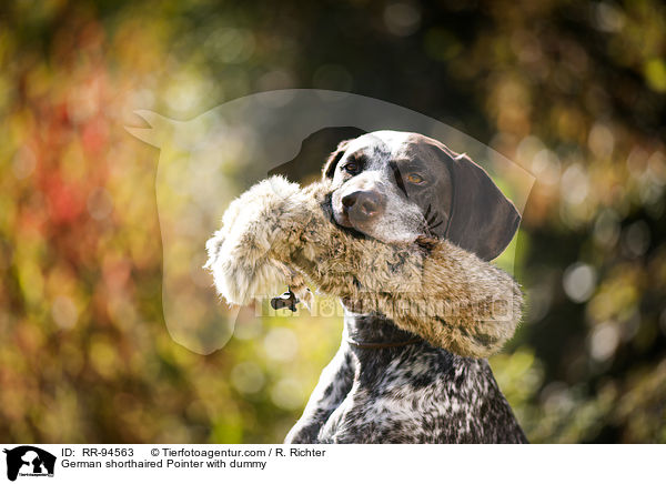 Deutsch Kurzhaar mit Dummy / German shorthaired Pointer with dummy / RR-94563