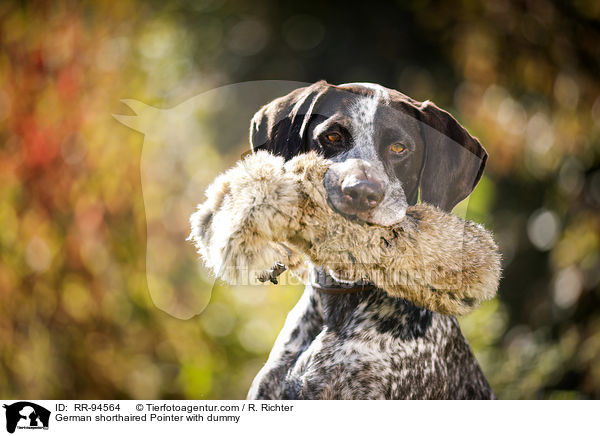 Deutsch Kurzhaar mit Dummy / German shorthaired Pointer with dummy / RR-94564