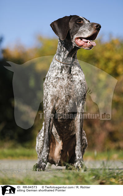 sitting German shorthaired Pointer / RR-94573
