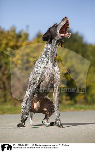 German shorthaired Pointer catches treat / RR-94592