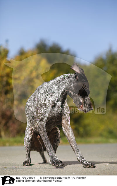 sitzender Deutsch Kurzhaar / sitting German shorthaired Pointer / RR-94597