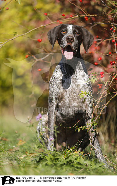 sitting German shorthaired Pointer / RR-94612