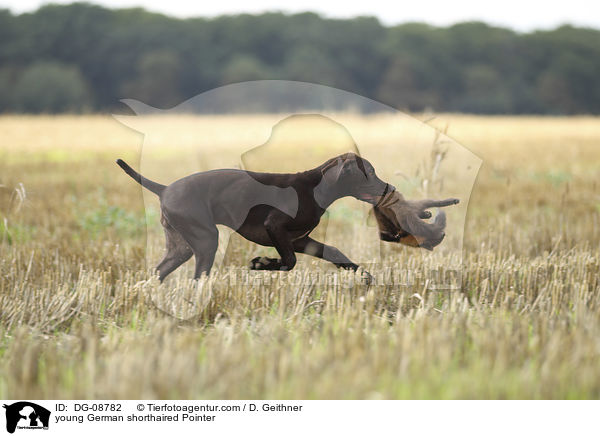 junger Deutsch Kurzhaar / young German shorthaired Pointer / DG-08782
