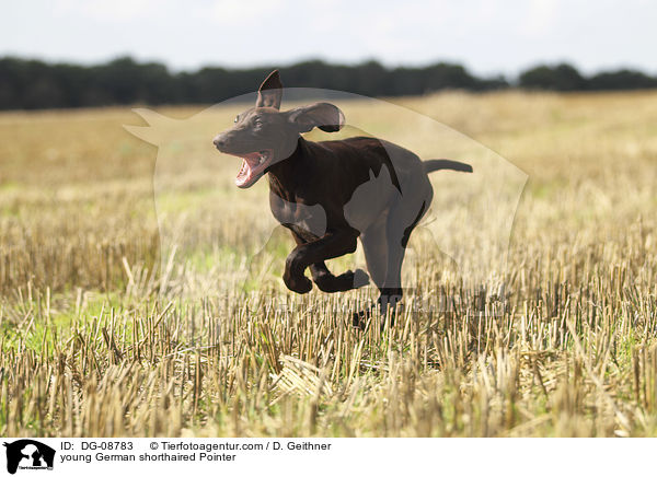young German shorthaired Pointer / DG-08783