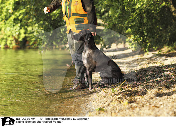 sitzender Deutsch Kurzhaar / sitting German shorthaired Pointer / DG-08794