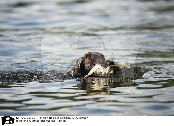 retrieving German shorthaired Pointer / DG-08797