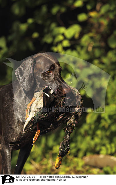 apportierender Deutsch Kurzhaar / retrieving German shorthaired Pointer / DG-08798