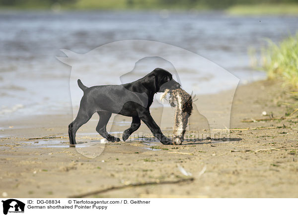 Dg 08834 German Shorthaired Pointer Puppy Images Stock Pictures