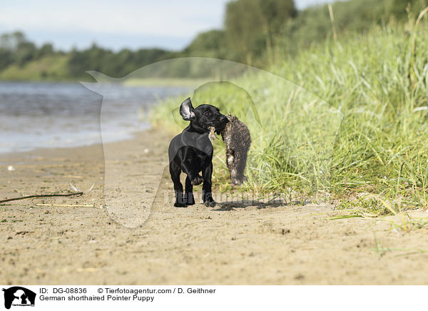 Deutsch Kurzhaar Welpe / German shorthaired Pointer Puppy / DG-08836