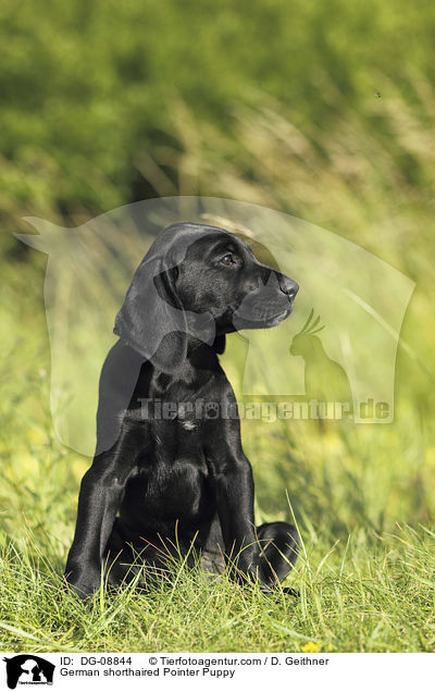 Dg 08844 German Shorthaired Pointer Puppy Images Stock Pictures